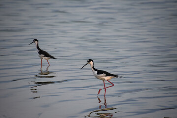 Black Neck Stilt with Leg Raised in a Step