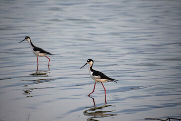 Strolling Black Neck Stilt Sandpiper Birds