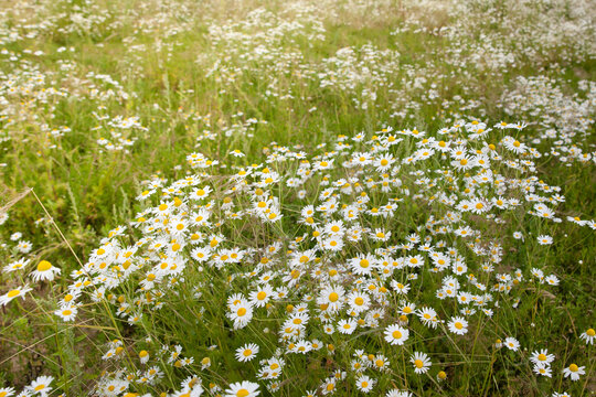 Chamomile flowers in the meadow in the summer.