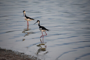 Lovely Pair of Sandpipers Standing in Water