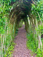 Path in the form of an arch from Willow (Salix viminalis)