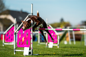 Border colie jumping 