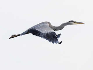 Gray heron flying , white background