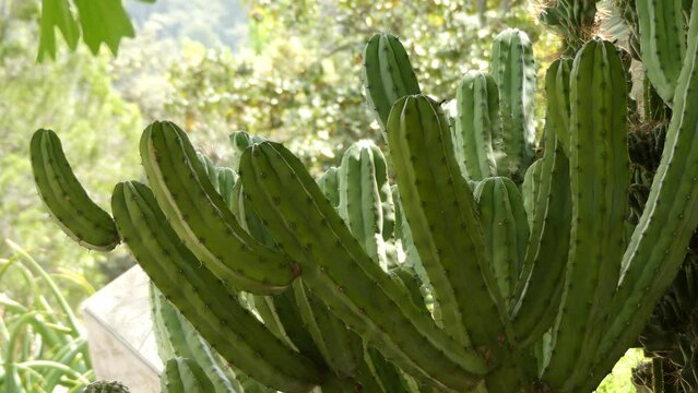 Myrtillocactus geometrizans (bilberry cactus, whortleberry cactus or blue candle) is a species of cactus in the genus Myrtillocactus, native to central and northern Mexico.