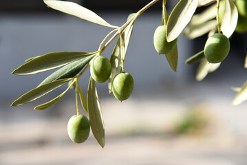 Olive tree branch with still young green olives, light transparent leaves, branches with fruits in...