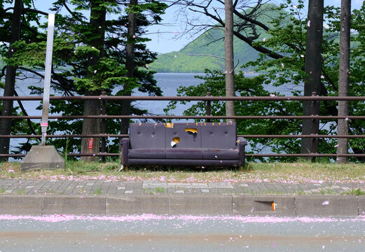 rural bus stop sofa with sakura on sidewalk.