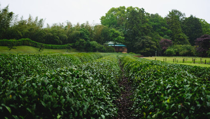 rainy day on a green tea field. Rows of green tea matcha.