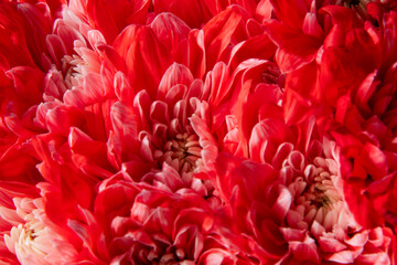 close up of red flower