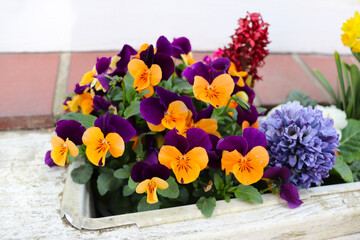 multi-colored pansies in pots on the city streets