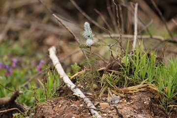 a beautiful two-year-old reforestation fir tree with a white-painted top against damage by forest animals on a hill close-up