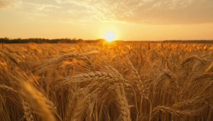 Obraz premium A field of mature wheat with the sun setting in the background, casting long shadows and warm hues over the scene