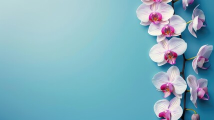 Blank Solid Light Blue Background With One Orchid Branch Wallpaper Backdrop