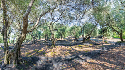 Olive trees growing in Crete, Greece.