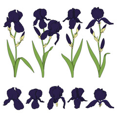 Set of color illustrations with black iris flowers. Isolated vector objects on white background.
