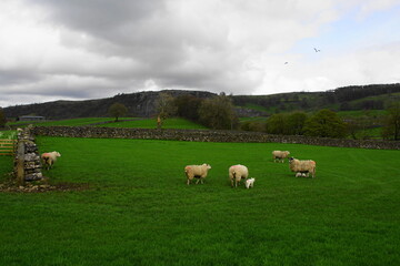 Fototapeta premium Spring Lambs in the Yorkshire Dales, Stackhouse near Settle, North Yorkshire, UK 
