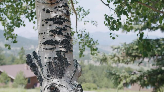 birch tree trunk in wind in summer in colorado