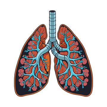 clipart vector anatomy of lung 