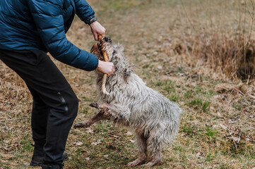 A man, owner, dog handler is playing, training a beautiful purebred playful old, gray, long-haired Miniature Schnauzer dog in nature outdoors, with a wooden stick in the forest. Pet portrait.
