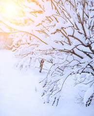 Snow footpath, trees in the snow