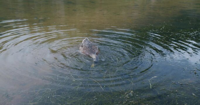 duck feeding in the water in lake in colorado 