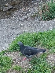 pigeon on the grass