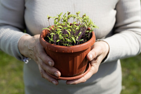 Potted tomatos seedling in woman's hands