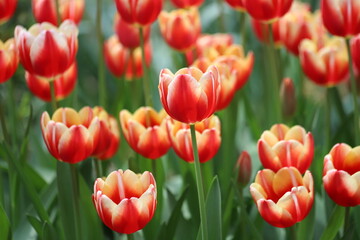 Beautiful red spring tulips on a colorful background. - obrazy, fototapety, plakaty