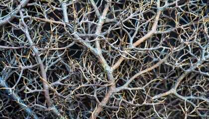 複雑に絡み合った木の枝のテクスチャ