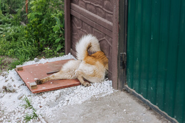 Fototapety na wymiar - Fototapeta24.pl