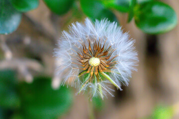 dandelion in the wind