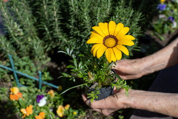 Gazania plant with flower being held by elderly woman's hands - 784722531
