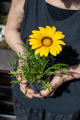Gazania plant with flower being held by elderly woman's hands - 784722599