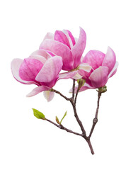 pink magnolia flower isolated