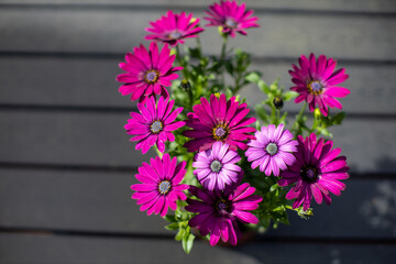Vibrant pink and purple African daisies blooming in outdoor pot during sunny daytime