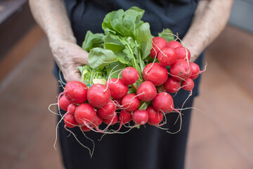 Freshly harvested bunch of red radishes held by elderly woman