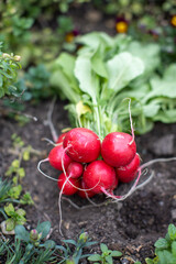 Freshly harvested bunch of red radishes in a vegetable garden