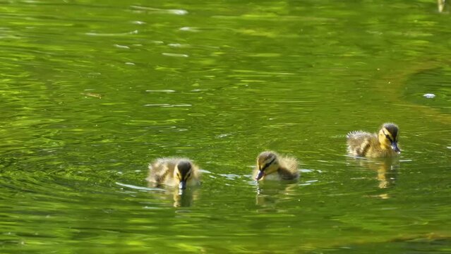 A female duck swimming with her ducklings in a lake.