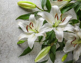 Beautiful white lilies on light background