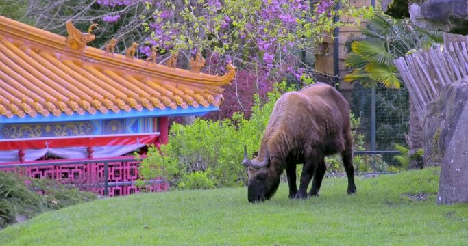 Takin (Budorcas taxicolor) aka gnu goat grazing in Beauval zoo, China heights area, France