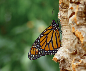 Schmetterling im Schmetterlingshaus