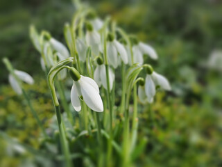 Schneegl&ouml;ckchen auf der Wiese