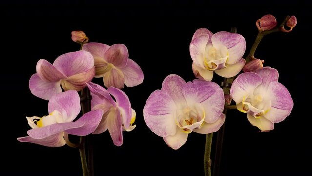 Blooming pink Orchid Phalaenopsis Flower on Black Background. Time Lapse. 4K.