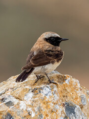Eastern Black-eared Wheatear