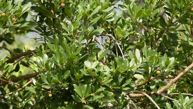 Arbutus unedo (strawberry tree) is an evergreen shrub or small tree in the family Ericaceae, known as either Irish strawberry tree, or cain or cane apple, or sometimes Killarney.