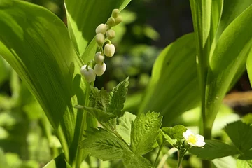  White bell shaped flowers of Lily Of The Valley plant, latin name Convallaria majalis, growing next to white flowering strawberry plant, latin name Fragaria Ananassa. Spring daylight sunshine.  © zayacsk