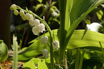White bell shaped flowers of Lily Of The Valley plant, latin name Convallaria majalis, standing in...