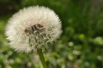 White dandelion (latin name Taraxacum Officinale) blowball seed head foll of fluffy seed parachutes, sunlit by afternoon spring sunshine. 
