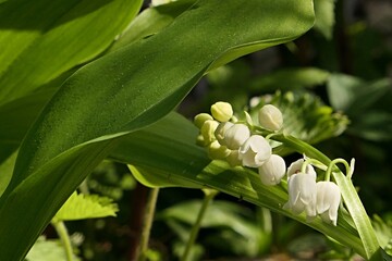 Spring white bell shaped flower cluster and broad leaves of scenty but poisonous Lily Of The Valley...
