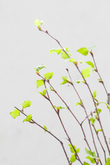 Beauty in Nature. Birch twigs with young blooming green leaves...