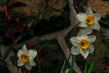 Narcissus color flower blossom in spring sunny day near stone wall